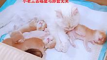 小奶猫突然回喵星，粉丝留言都怪“它”！取好的名字再也没人叫