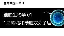 【细胞生物学】1.2 磷脂和磷脂双分子层