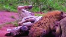 两只野狗捕猎斑马#野生动物零距离 #动物世界 #动物 #鬣狗 #斑马 #热门 #万物皆有灵性 