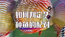 七彩神仙鱼成鱼配对有哪些特征，该如何判定？这个视频告诉你！ #观赏鱼 #热带鱼 #七彩神仙鱼 #七彩