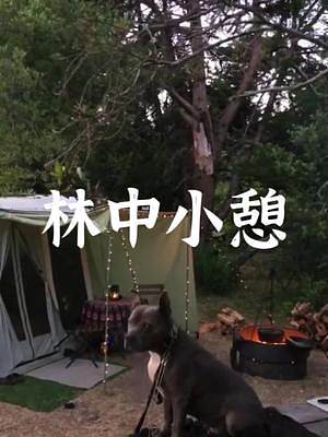 林中露营，惬意时光#露营报告 #露营 #户外 