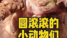 圆滚滚的小动物们 #自然 #苏卡达陆龟 #波子角蛙 #海蟾蜍 #窄桥蛋龟 #姥爷树蛙 #爬宠
