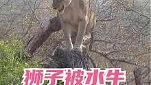 #狮子 想吃牛排，反被上百头水牛吓得爬上树，微风拂面，狮子心烦意乱！#动物世界 
