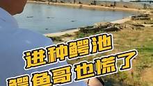 3米长300多斤的鳄鱼你怕不怕？为了证明咱们自己养殖鳄鱼，老板也是拼了！#新农人 #科普知识 #源头