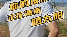 你的皮带正在海南，吹着小风，吃着鱼，晒着太阳，滑着滑梯！#新农人 #源头工厂 #科普知识 