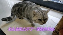 这只猫为什么要蓄谋逃离家，你猜它能成功吗？