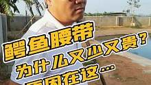 鳄鱼腰带为什么又少又贵？跟着鳄鱼哥来数一数就知道了！#礼物推荐 #农村生活 #皮具 