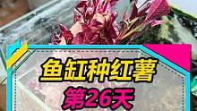 鱼缸种红薯第26天，快夸我好厉害！！#鱼缸里的大自然 