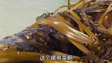 我们原产地的裙带菜大丰收啦！#海鲜原产地 #裙带菜
