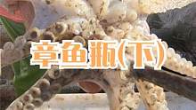 来叔放了几百个章鱼瓶，隔天老婆来抓了一大筐，黑黑的全是大个子（下）