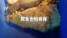 鳄鱼也怕痒痒#鳄鱼 #尼罗鳄 