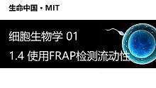 【细胞生物学】1.4 使用FRAP检测流动性