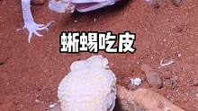 突然看到豹纹守宫自己吃自己#爬宠 #蜥蜴 #蜕皮 #动物世界 #豹纹守宫 
