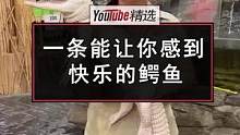 加州两栖爬虫动物园里，有一只得了白化病的鳄鱼，永远都是张着嘴巴，一副笑眯眯的样子，而当它享受刷子“按