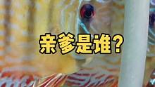 暗中观察……#七彩神仙鱼 #七彩神仙鱼繁殖 #热带鱼 #七彩那些事