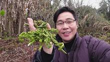 又到了摘野菜的季节了，家门口就有一片野菜地，网友：有口福了