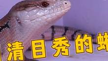 你见过长得眉清目秀的蜥蜴吗？这模样堪比小鲜肉 #爬宠 #奇妙的动物 #家有爬宠 #爬行动物 #蜥蜴