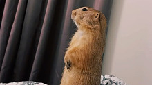 一只在认真看电视，却总被主人打扰的地松鼠