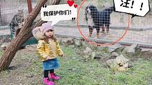 好可怕的大狗！看俄罗斯小女孩如何保护小猫咪和小浣熊