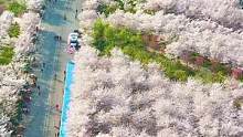 三月你好！再过一个月郑州是这样的，带上你的她来赏樱花吧#带你看樱花 #旅行 #三月樱花盛开 #醉美花