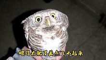 被当猪养了几天的小猫头鹰，肥的差点飞不起来了！
