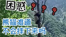 熊猫爬这么高，难道不会摔下来吗？看到最后你就知道了