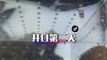 小章鱼苗繁殖成功，开口吃食第二天。有点小激动