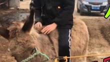 骑乘小矮驴蹄子僵硬，肉垫硌脚底不好好走路，修完立马骑上去了！ #修驴蹄 #解压 #拯救动物