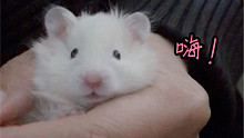 【手抓饭】这种小仓鼠我能一口气亲飞十个！