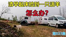 清早起床捡到一只活羊怎么办？这房车生活太意外了