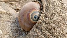 大海退潮后，小丁赶海找到巴掌大的海星，还有卧沙的猫眼螺