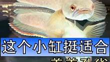 这条没有尾巴的雷龙鱼终于在我这里过上了幸福的生活，但是这个小鱼缸呢，其实更适合养孔雀或者斗鱼，养雷龙