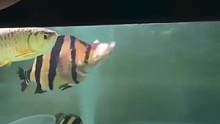 什么才叫泰虎界的天花板，这喂食都抢着吃，龙鱼在它面前只能算得上配鱼，实属太霸气了#龙鱼高端龙鱼 #顶