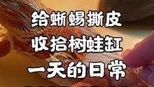 #爬宠 #鬃狮蜥 #潘大庆的爬宠日记 又到了絮絮叨叨的爬宠日记，今天内容「蜥蜴蜕皮」「收拾蛙缸」