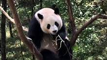 爬树吃树枝，树枝也能吃#国宝熊猫
