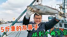 渔港捡到灰鼻子鱼，老海轻轻一掂就有5斤重，走亲戚都得带上它！