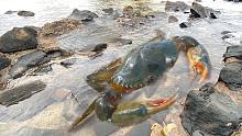 阿聪赶海遇陈年老蟹王，过年卖500元一斤发财了，可惜卖不了