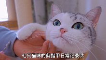 给猫咪剪指甲，暴躁七七与睡神石榴反差巨大