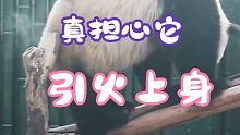 真担心它引火上身（狗头