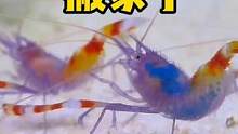 蓝头美人虾搬家了 #养鱼日记 #观赏虾 #观赏鱼 #海洋生物 #自然 #蓝头美人虾 #孝真双线鳚