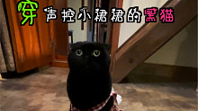 穿声控小裙裙的黑猫，有妙用！