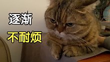 强行摸了猫的肚子