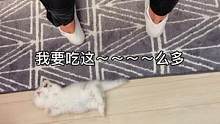 当小猫咪来监督男朋友做饭#曼基康矮脚 #矮脚猫 #短腿猫