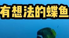 这是一只有想法的蝶鱼！#海底世界 #海洋生物 #自由潜渔猎 #潜水 #水下摄影 