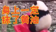 我有理由怀疑熊猫身上一定抹了黄油