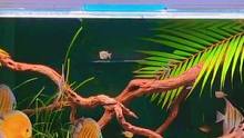 鱼儿慢慢游#养鱼日记 #南美缸 #南美缸造景 #野彩 #七彩神仙鱼 #埃及神仙鱼 #观赏鱼 #造景鱼