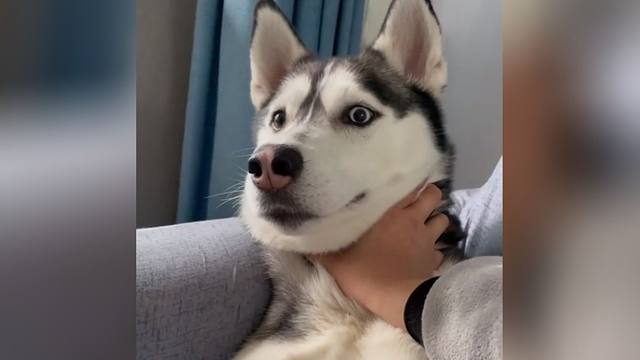 狗:掐我脖?哼!你有不在的时候吧