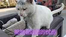 和路边拴树上猫聊天:聊到伤心处直接去蹭树