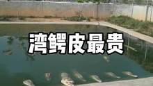 什么鳄鱼皮最贵呢#鳄鱼养殖场 #农场生活 