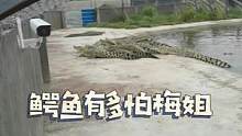 #农场生活 #鳄鱼养殖场 胆小的鳄鱼